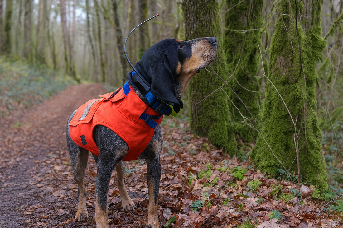 GPS Chien de chasse