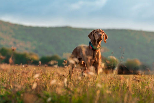 La Chasse avec les Chiens : Tradition, Techniques et Équipements