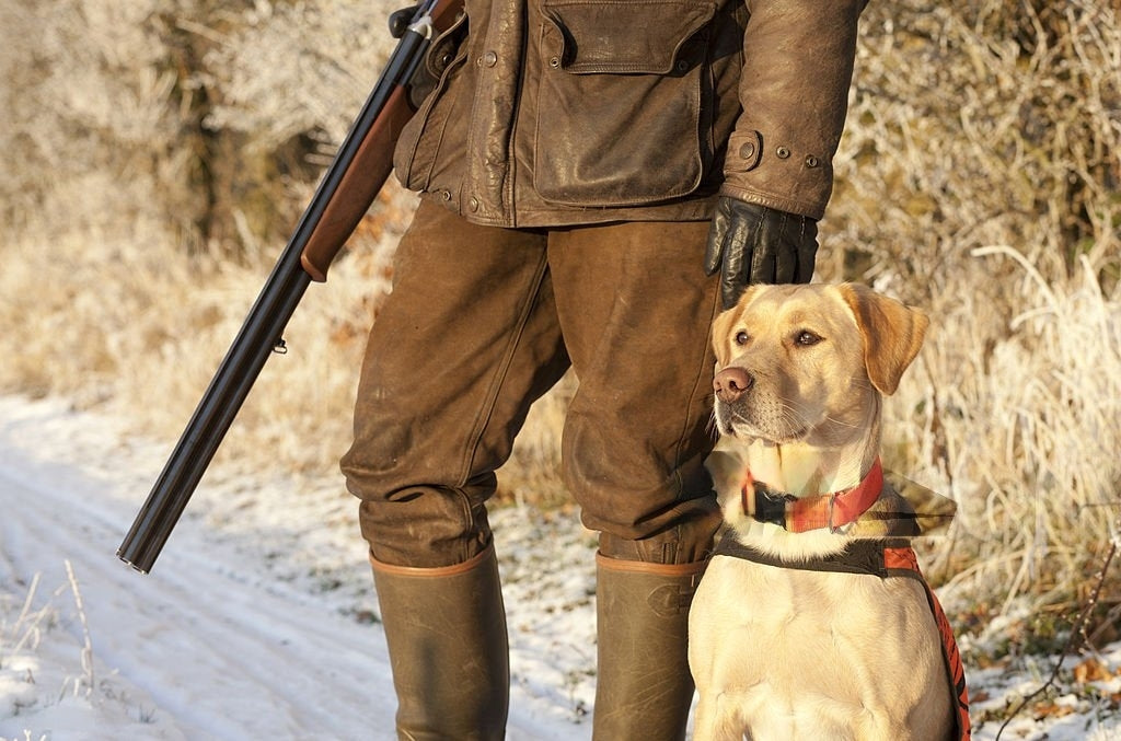 entretien collier gps