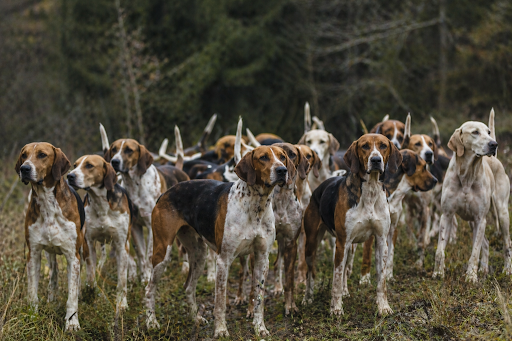 GPS pour chien de chasse : tout comprendre pour mieux équiper son compagnon sur le terrain